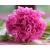 Grossiste - fleurs stabilisées éternelles de qualité pas chères Grossiste - fleurs stabilisées éternelles de qualité pas chères