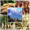 Grossiste - grossiste maca et extrait de maca Grossiste - grossiste maca et extrait de maca